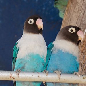 Masked lovebirds (blue color mutation)