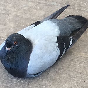Feral Pigeon (Columba livia domestica)