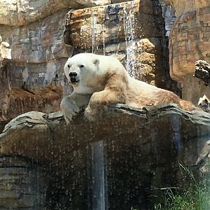 Polar Bear (Ursus maritimus)