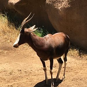 Bontebok (Damaliscus pygargus pygargus)