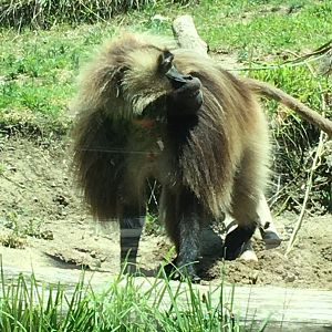 Gelada (Theropithecus gelada)