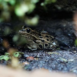 Northern Leopard Frog (Rana pipiens)