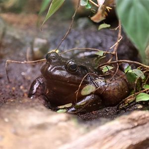 American Bullfrog