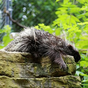 North American Porcupine
