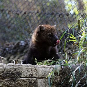 Fisher (Martes pennanti)