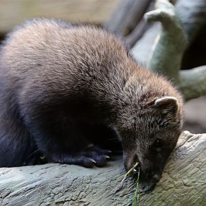 Fisher (Martes pennanti)