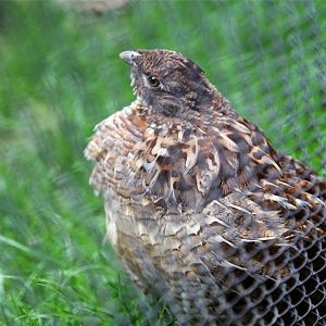 Ruffed Grouse (Bonasa umbellus)