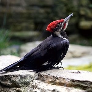 Pileated Woodpecker (Dryocopus pileatus)