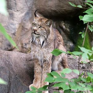 Canada Lynx