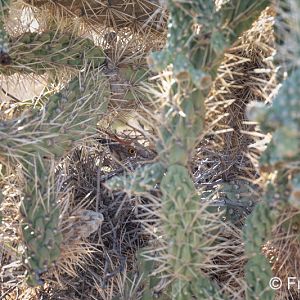 find and name the animal