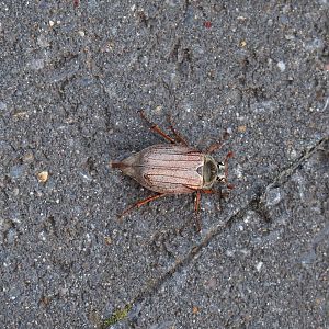 Common European cockchafer or Maybug (Melolontha melolontha), 2021-05-28