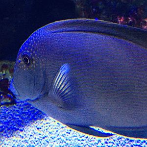 Surgeonfish ID?