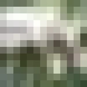 Golden cheeked gibbon