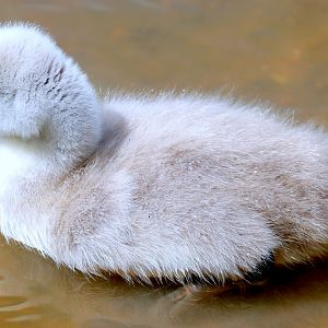 Mute swan cygnet; Beckton Lake; 22nd May 2021
