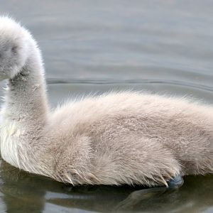 Mute swan cygnet; Beckton Lake; 28th May 2021