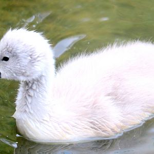 Mute swan cygnet; Beckton Lake; 28th May 2021