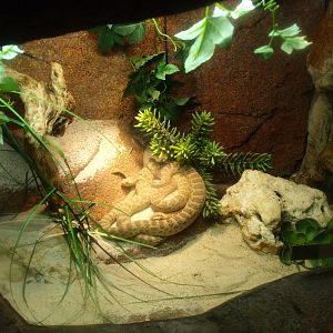 Prairie rattlesnake terrarium, 2017-02-06