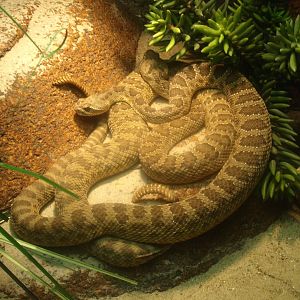 Prairie rattlesnake (Crotalus viridis), 2017-02-06