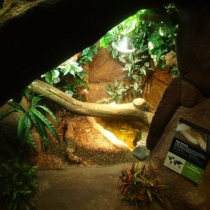 Leucistic Monocled cobra terrarium, 2017-02-06