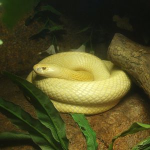 Monocled cobra (Naja kaouthia), 2017-02-06