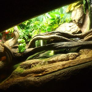 Giant leaf frog terrarium, 2017-02-06