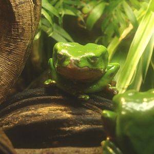 Giant leaf frog or Giant waxy monkey frog (Phyllomedusa bicolor), 2017-02-06