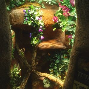 Brazilian rainbow boa terrarium, 2017-02-06