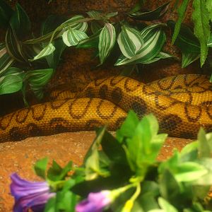 Brazilian rainbow boa (Epicrates cenchria), 2017-02-06