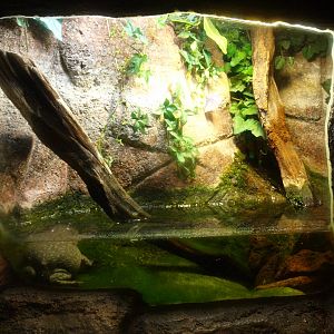 Budgett's frog terrarium, 2017-02-06