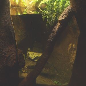 Red-bellied piranha exhibit, 2017-02-06