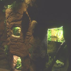 Wall with terrariums and red-bellied piranha exhibit, 2017-02-06