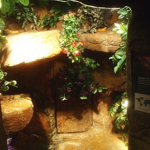 Corn snake terrarium, 2017-02-06