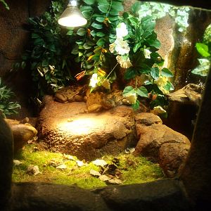 Cane toad terrarium, 2017-02-06