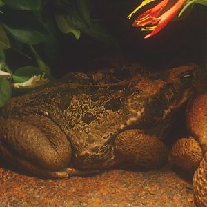 Cane toad (Rhinella marina), 2017-02-06