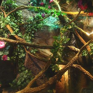Terrarium (Inhabitants unknown), 2017-02-06