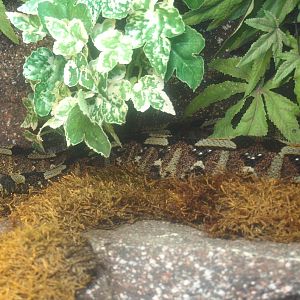 Rhinoceros viper (Bitis nasicornis), 2017-02-06