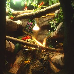 Solomon Islands prehensile-tailed skink terrarium, 2017-02-06