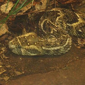 Puff adder (Bitis arietans), 2017-02-06