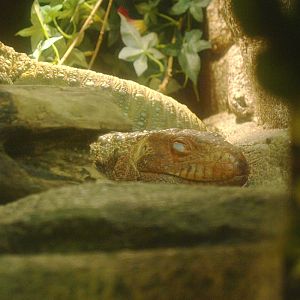 Northern caiman lizard (Dracaena guianensis), 2017-02-06