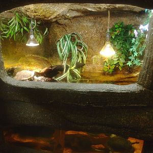 Common snake-necked turtle terrarium, 2017-02-06