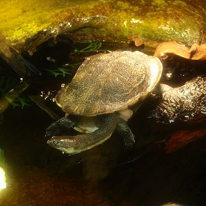 Common snake-necked turtle (Chelodina longicollis), 2017-02-06