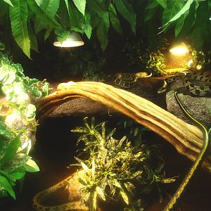 Cave beauty rat snake terrarium, 2017-02-06