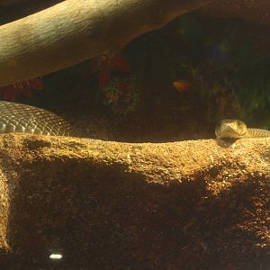 Black mamba (Dendroaspis polylepis), 2017-02-06