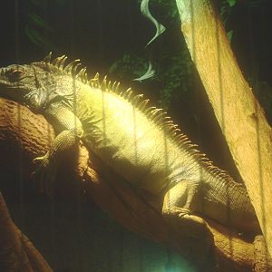 Green iguana (Iguana iguana), 2017-02-06