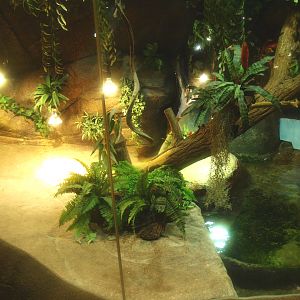 Cuvier's dwarf caiman and slider turtle exhibit, 2017-02-06