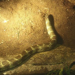 Florida kingsnake (Lampropeltis getula floridana), 2017-02-06