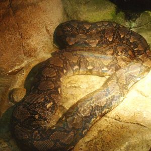 Reticulated python (Malayopython reticulatus), 2017-02-06