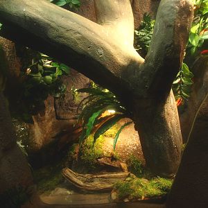 Copperhead terrarium, 2017-02-06