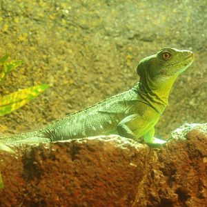 Green basilisk (Basiliscus plumifrons), 2017-02-06