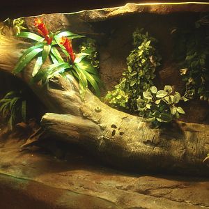 Green basilisk terrarium, 2017-02-06